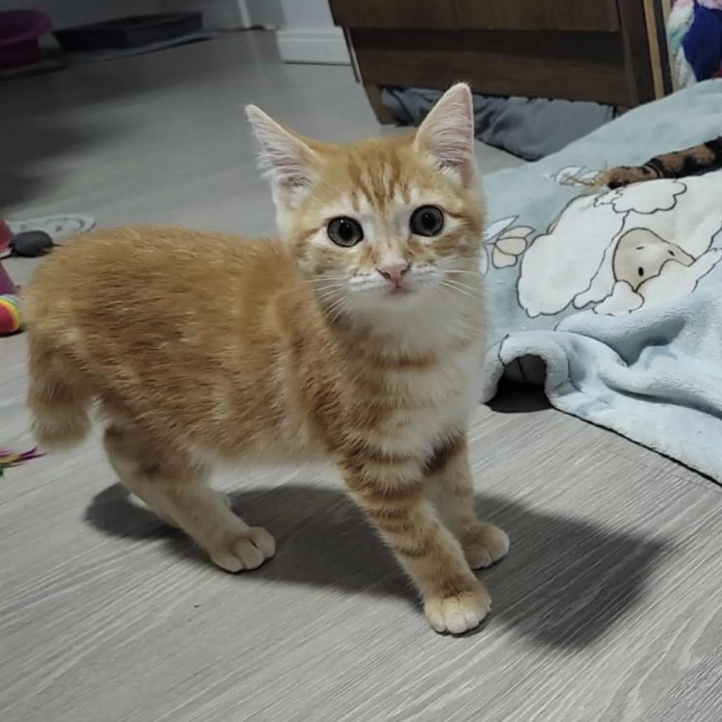 Monalisa, gata de porte pequeno para adoção em Limeira - SP