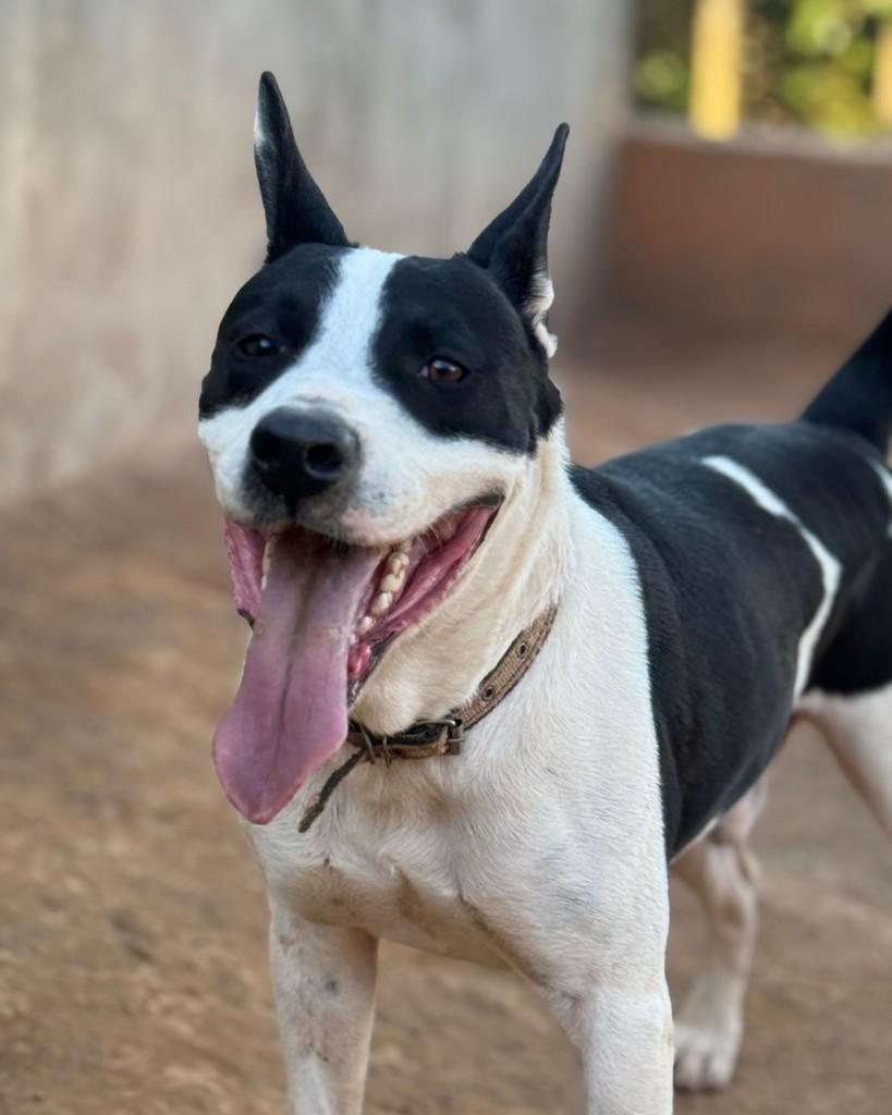 Petrus, cachorro de porte médio para adoção em Cotia - SP