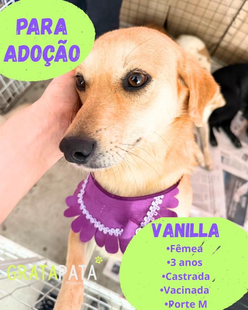 Vanilla, cachorro de porte médio para adoção em Cotia - SP
