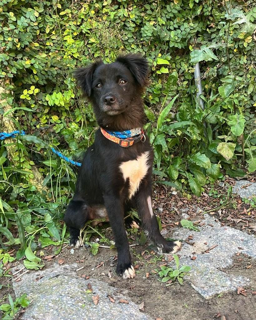 Torrada, cachorro de porte pequeno para adoção em Cotia - SP