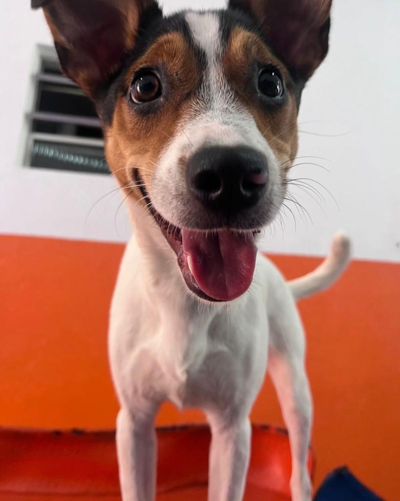 Mel, cachorro de porte pequeno para adoção em Cotia - SP