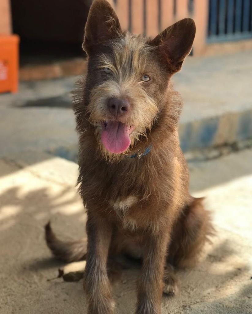 Fabinho, cachorro de porte médio para adoção em Cotia - SP