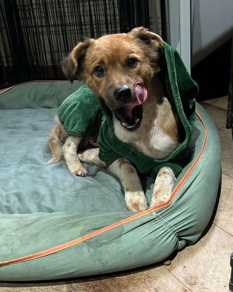 Carminha, cachorro de porte pequeno para adoção em Cotia - SP