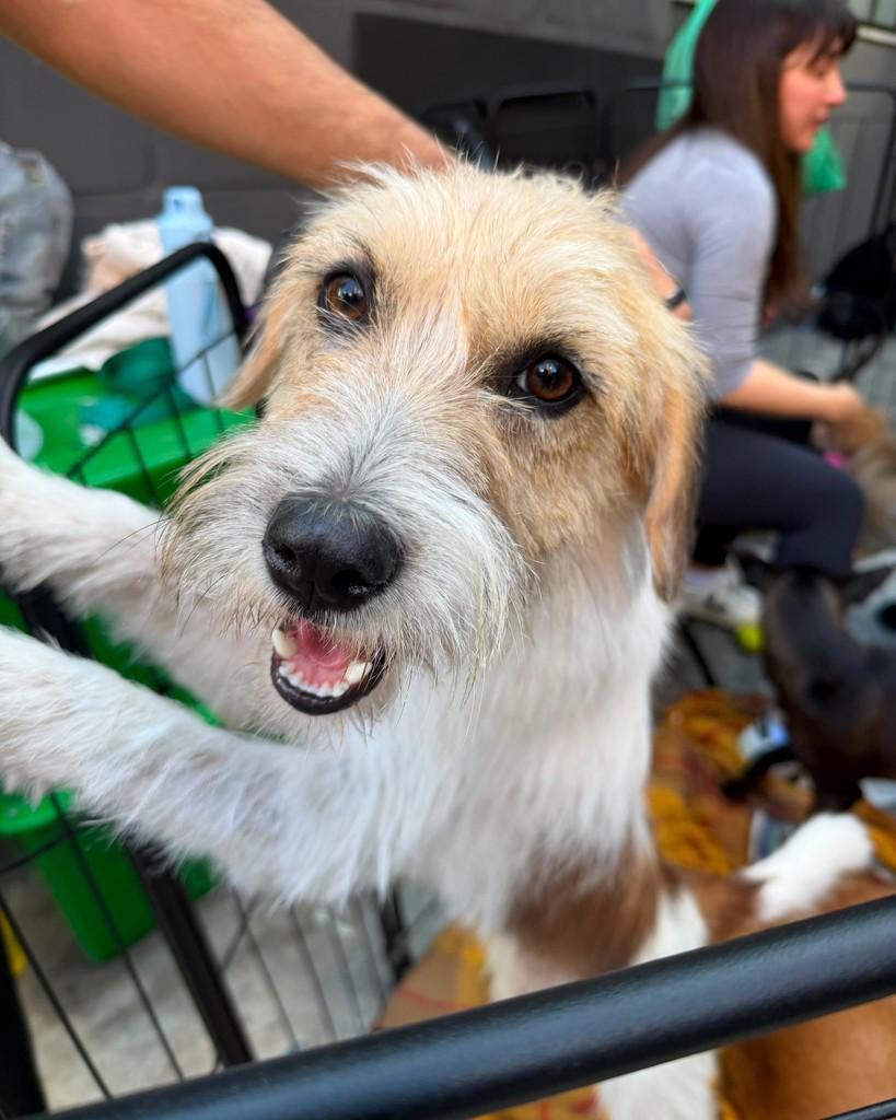 Hope, cachorro de porte pequeno para adoção em Cotia - SP