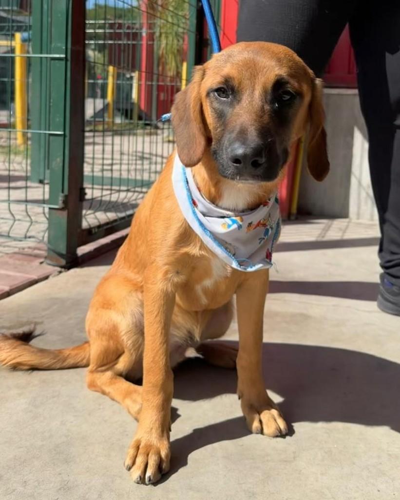 Elvis Presley, cachorro de porte médio para adoção em Cotia - SP