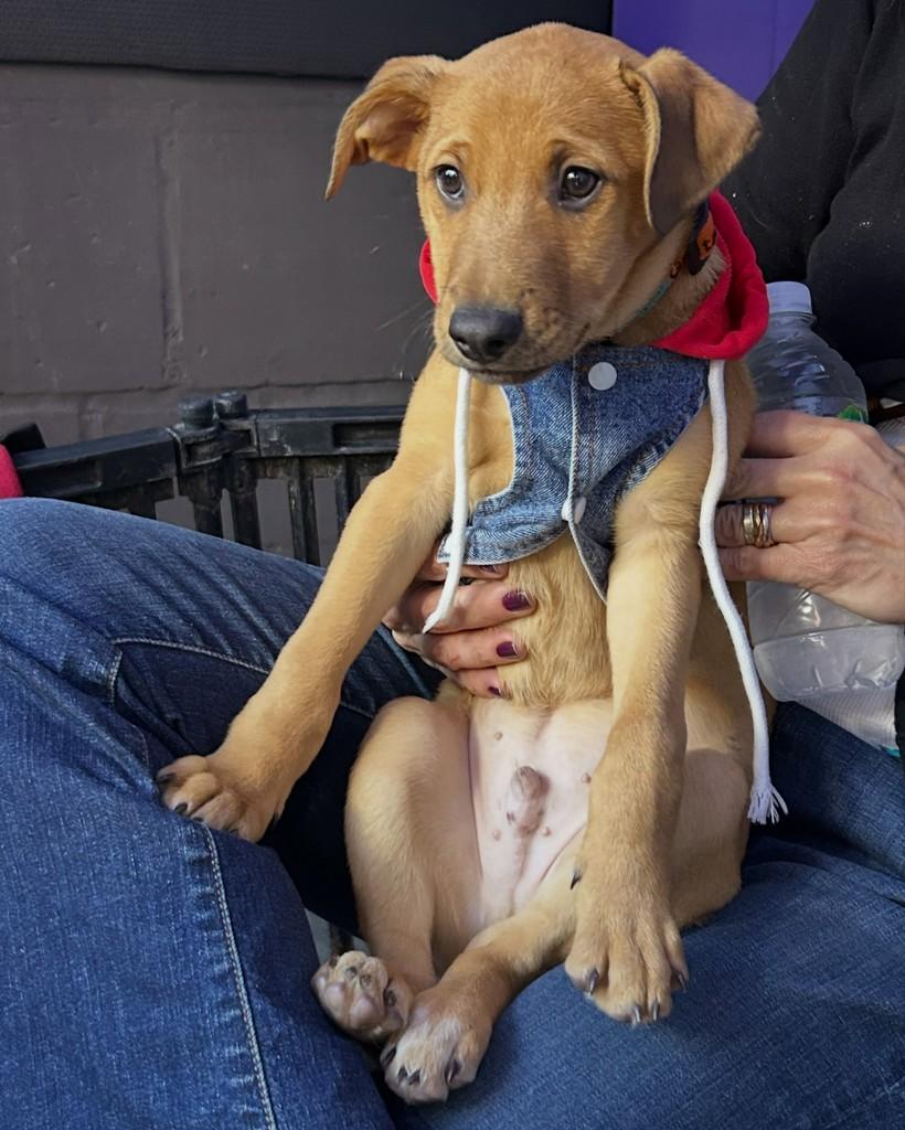Logan, cachorro de porte pequeno para adoção em Cotia - SP