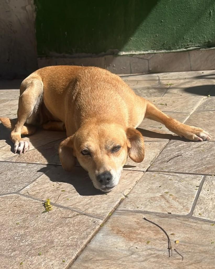 Kika, cachorro de porte pequeno para adoção em Cotia - SP