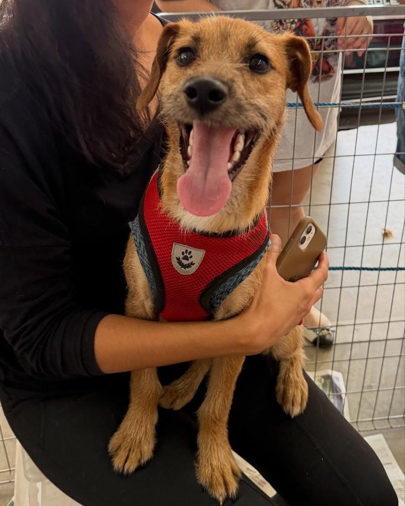 Bazu, cachorro de porte pequeno para adoção em Cotia - SP