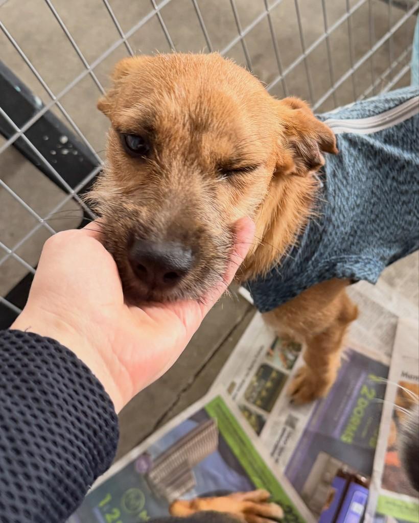 Bazu, cachorro de porte pequeno para adoção em Cotia - SP — foto 4 de 5