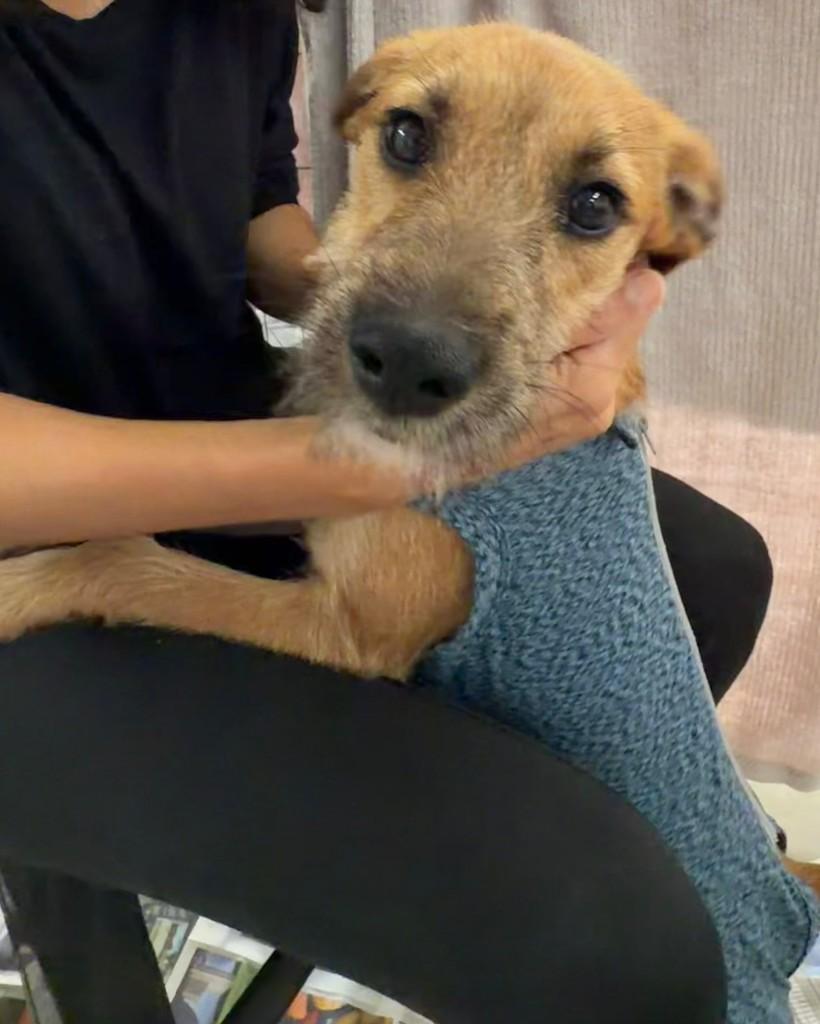 Bazu, cachorro de porte pequeno para adoção em Cotia - SP — foto 3 de 5