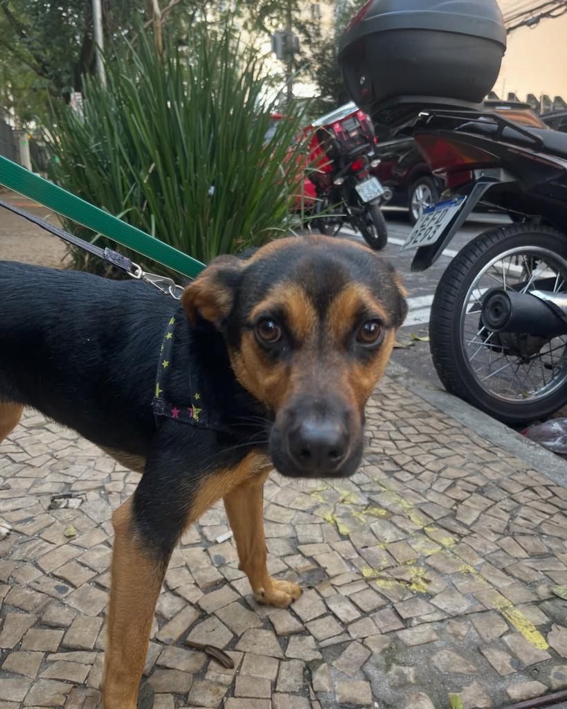 Júnior, cachorro de porte pequeno para adoção em Cotia - SP