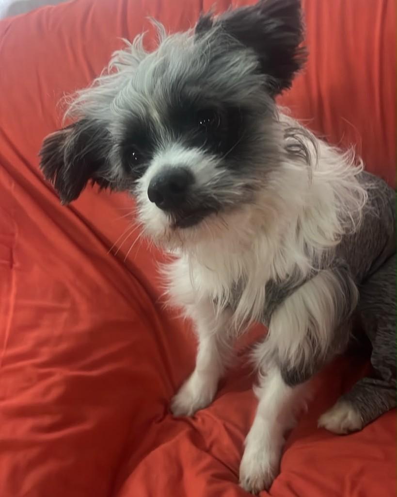 Arthur, cachorro de porte pequeno para adoção em Cotia - SP