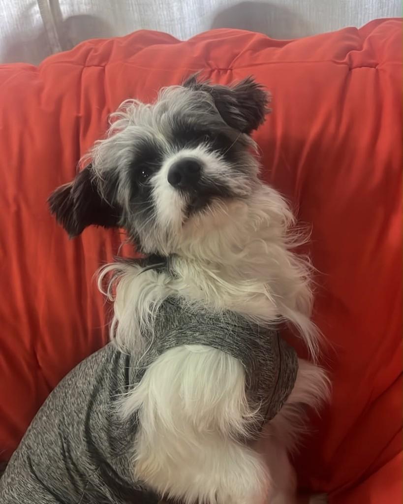 Arthur, cachorro de porte pequeno para adoção em Cotia - SP — foto 2 de 6