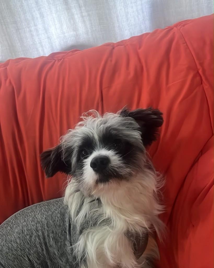 Arthur, cachorro de porte pequeno para adoção em Cotia - SP — foto 3 de 6