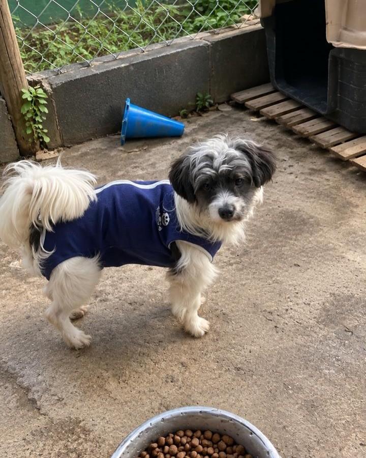 Arthur, cachorro de porte pequeno para adoção em Cotia - SP — foto 4 de 6