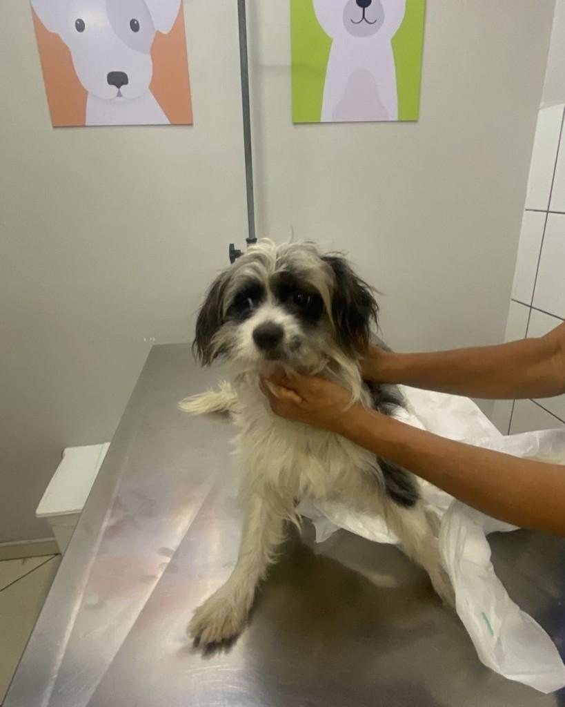 Arthur, cachorro de porte pequeno para adoção em Cotia - SP — foto 5 de 6