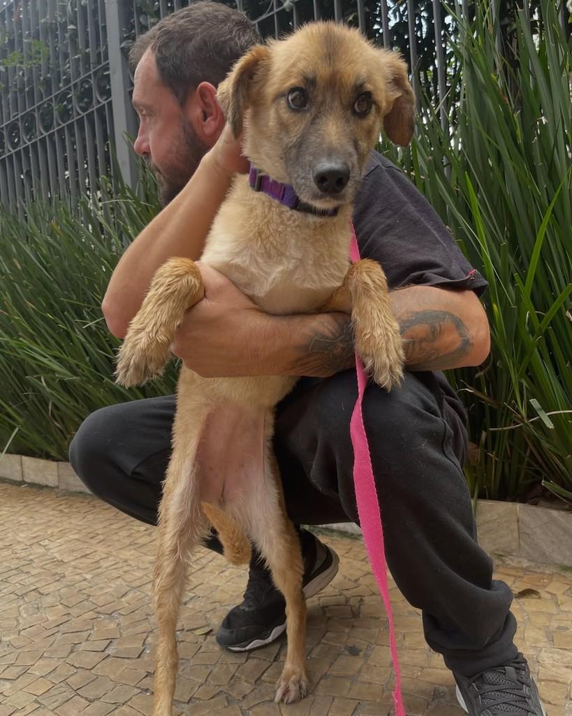Puca, cadela de porte médio para adoção em Cotia - SP — foto 2 de 4