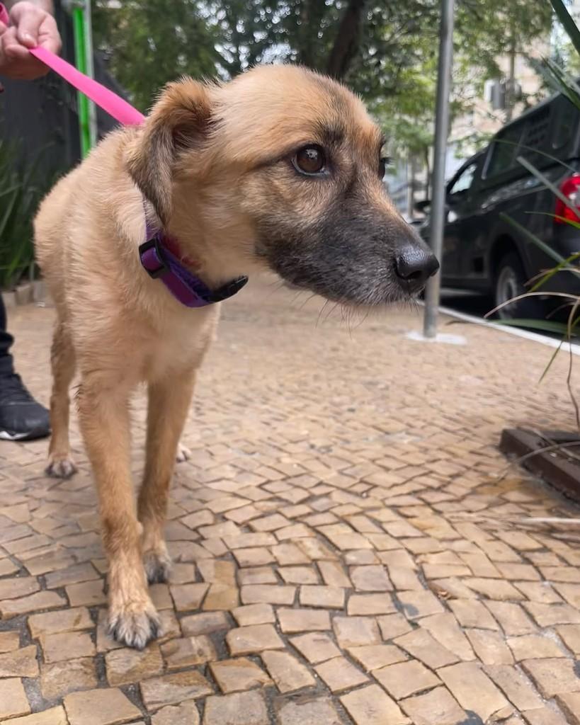 Puca, cadela de porte médio para adoção em Cotia - SP — foto 3 de 4