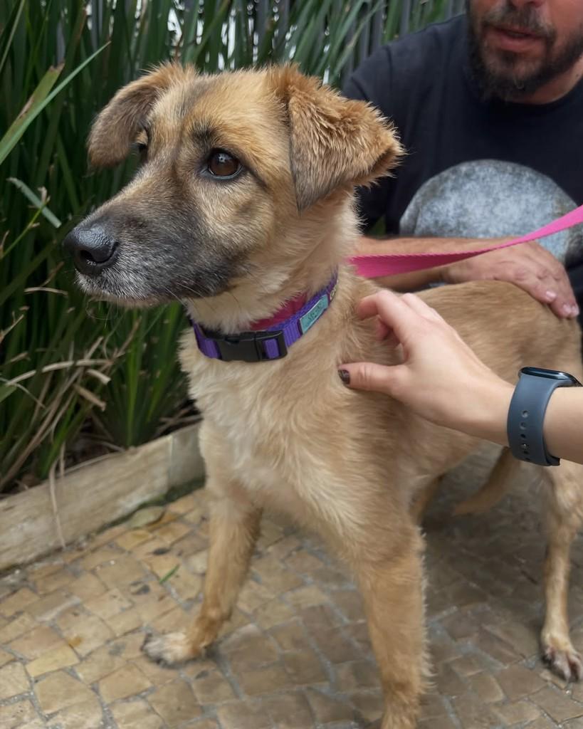 Puca, cadela de porte médio para adoção em Cotia - SP — foto 4 de 4