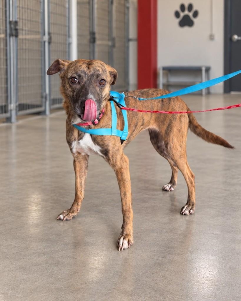 Molly, cadela de porte médio para adoção em Cotia - SP