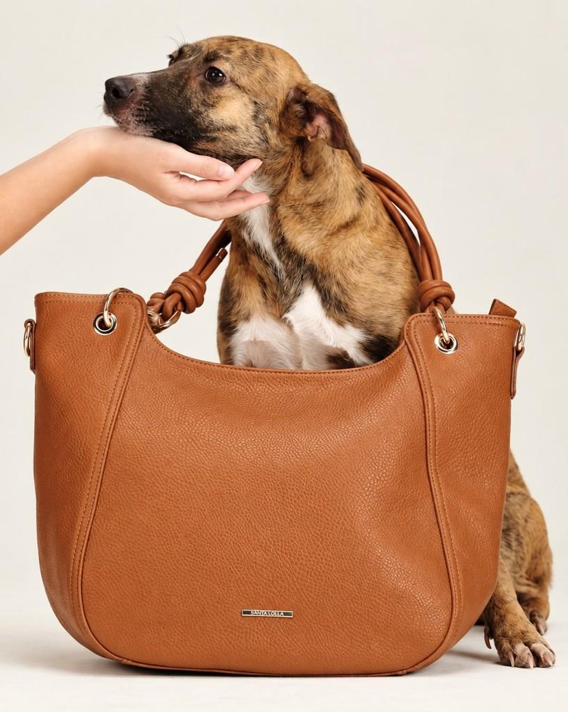 Molly, cadela de porte médio para adoção em Cotia - SP — foto 2 de 12