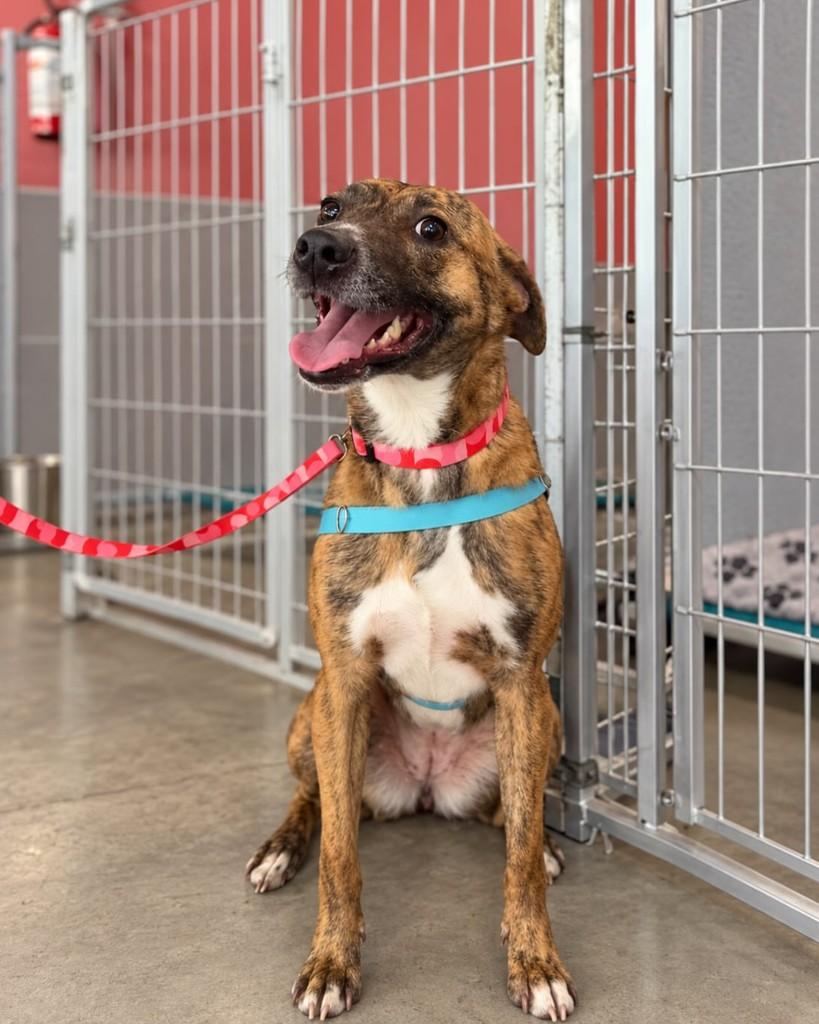 Molly, cadela de porte médio para adoção em Cotia - SP — foto 3 de 12