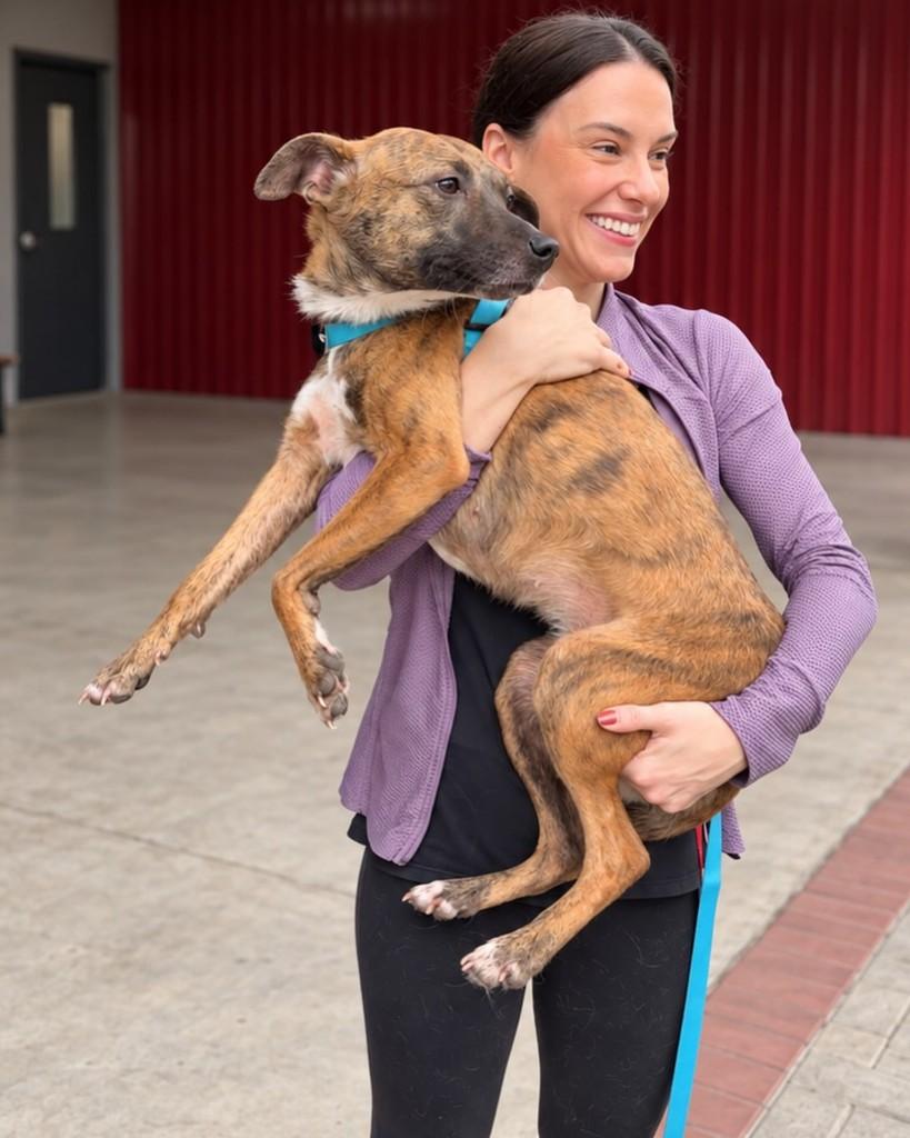Molly, cadela de porte médio para adoção em Cotia - SP — foto 4 de 12