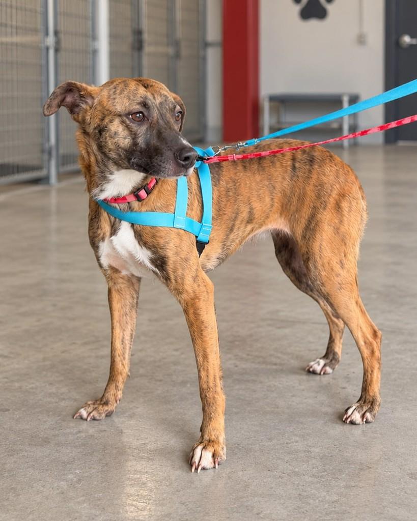 Molly, cadela de porte médio para adoção em Cotia - SP — foto 5 de 12