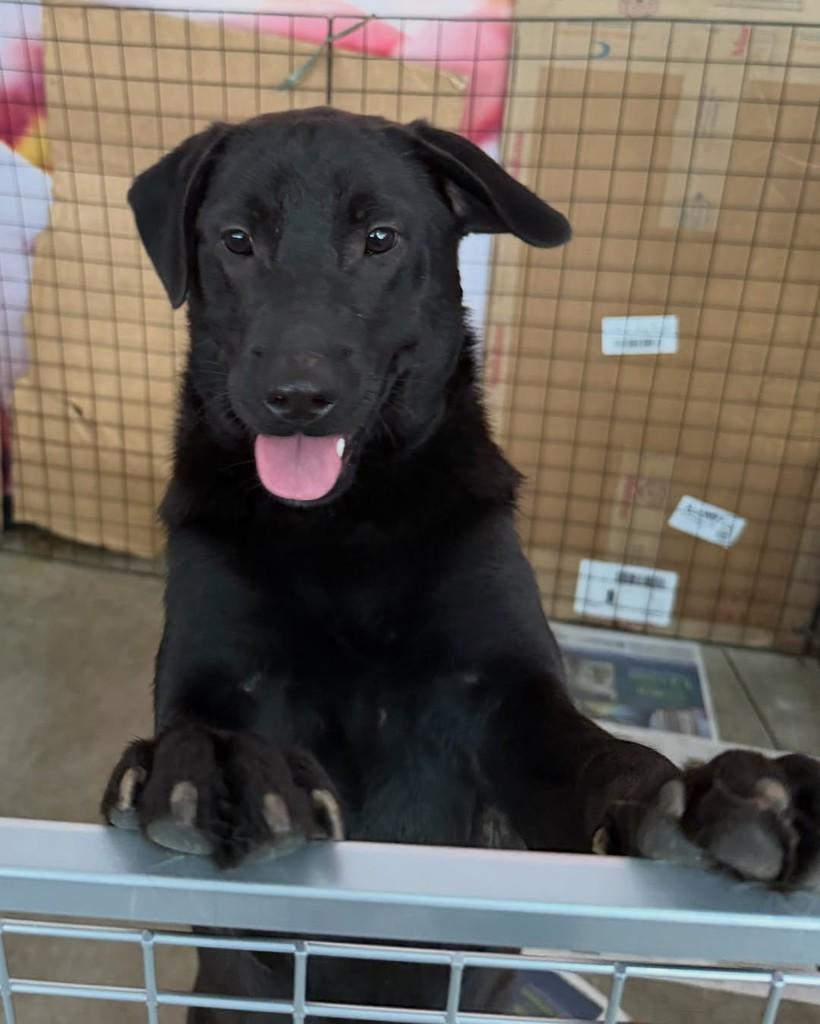 Jonas, cachorro de porte grande para adoção em Cotia - SP