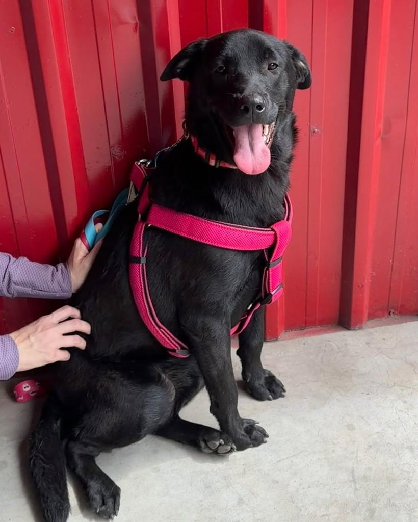 Jonas, cachorro de porte grande para adoção em Cotia - SP — foto 2 de 8
