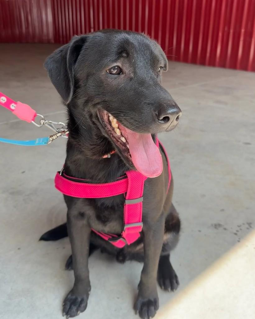 Jonas, cachorro de porte grande para adoção em Cotia - SP — foto 3 de 8