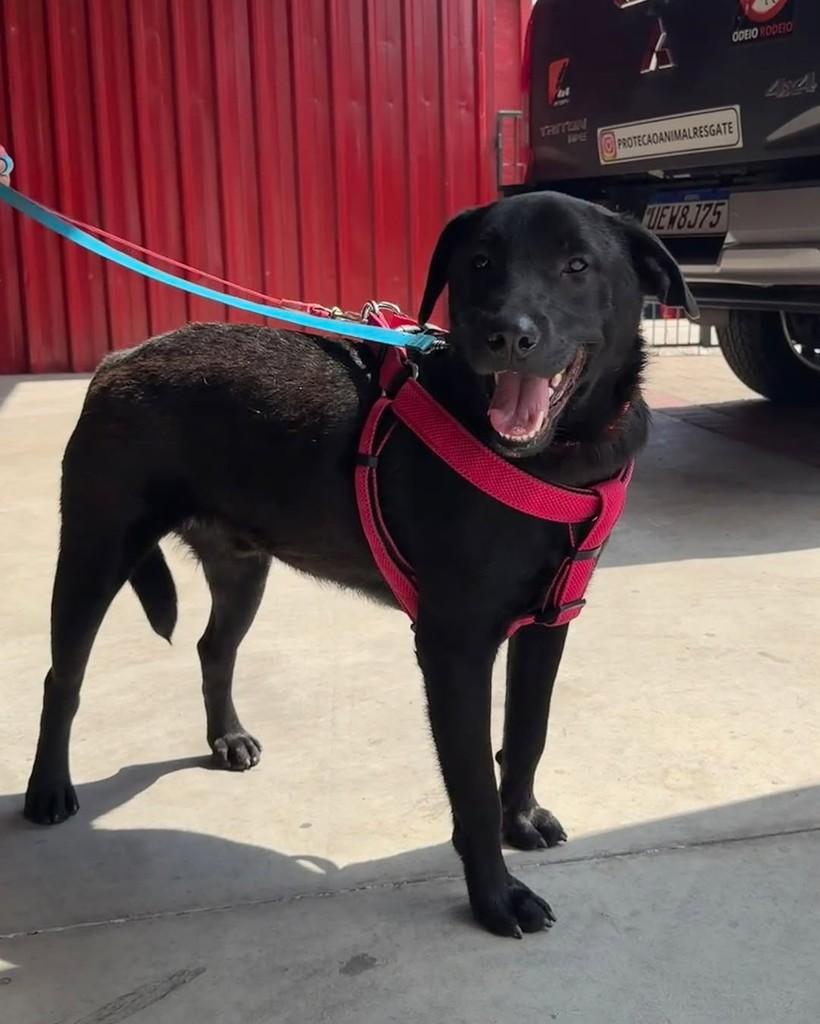 Jonas, cachorro de porte grande para adoção em Cotia - SP — foto 4 de 8