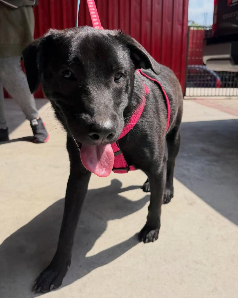Jonas, cachorro de porte grande para adoção em Cotia - SP — foto 5 de 8