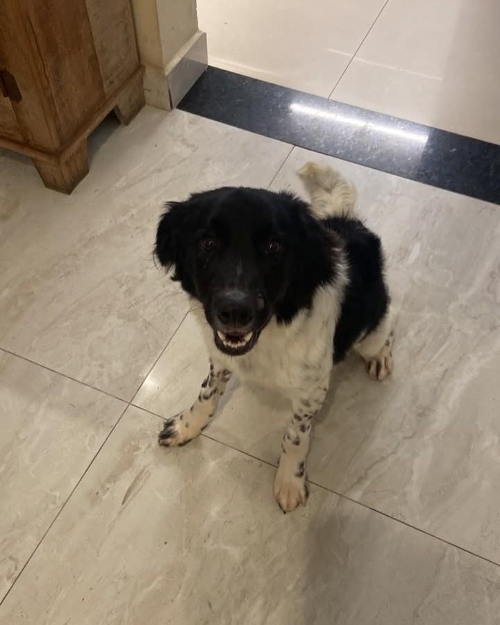 Vittório, cachorro de porte médio para adoção em Cotia - SP — foto 4 de 4