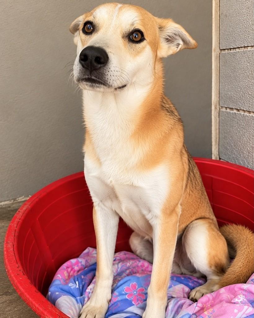 Milo, cachorro de porte pequeno para adoção em Cotia - SP