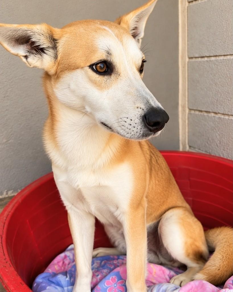 Milo, cachorro de porte pequeno para adoção em Cotia - SP — foto 2 de 3