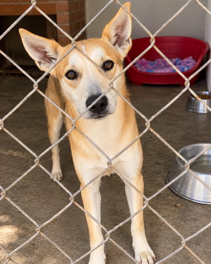 Milo, cachorro de porte pequeno para adoção em Cotia - SP — foto 3 de 3