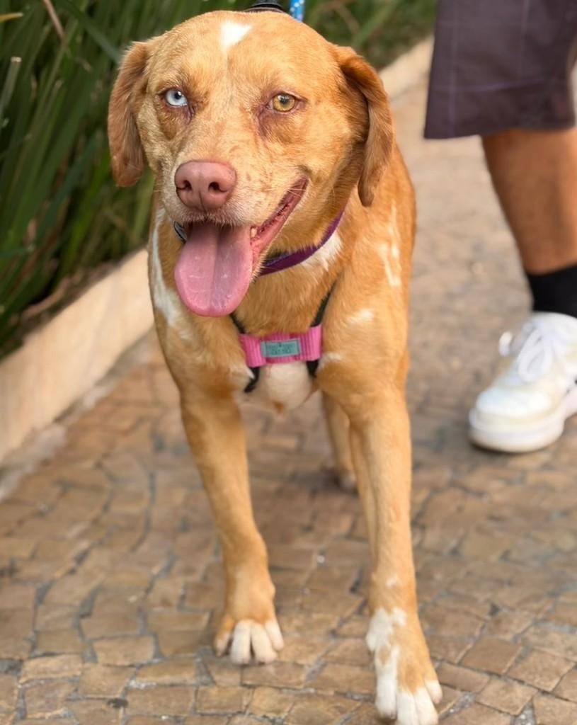 David Bowie, cachorro de porte médio para adoção em Cotia - SP