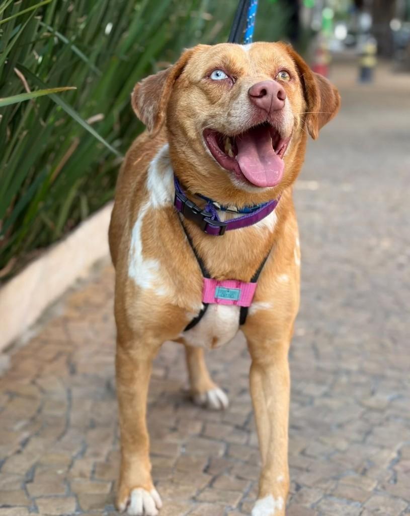 David Bowie, cachorro de porte médio para adoção em Cotia - SP — foto 2 de 10