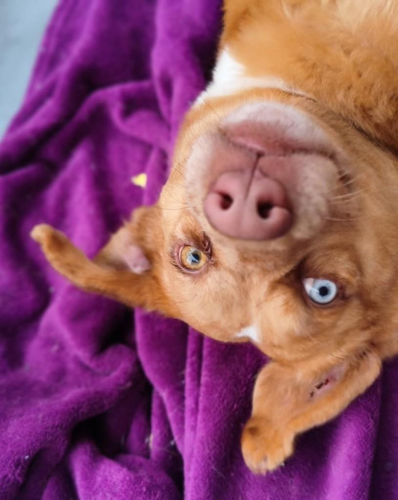 David Bowie, cachorro de porte médio para adoção em Cotia - SP — foto 3 de 10