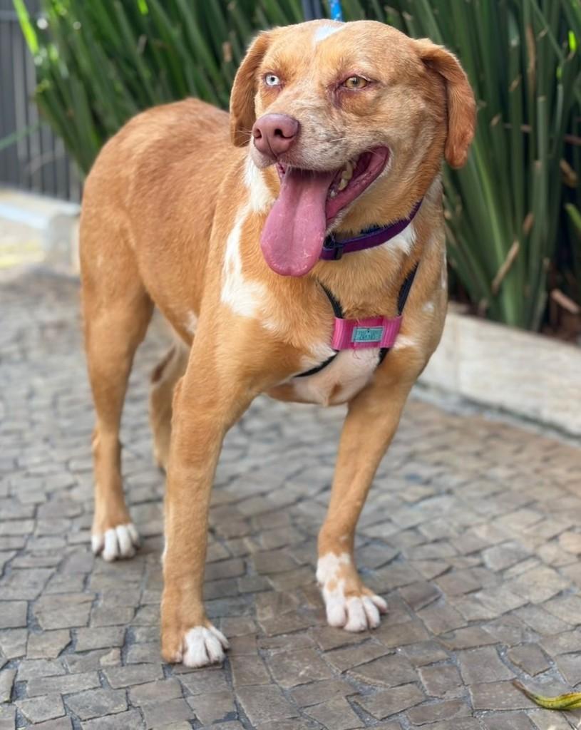 David Bowie, cachorro de porte médio para adoção em Cotia - SP — foto 4 de 10