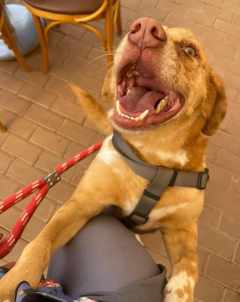 David Bowie, cachorro de porte médio para adoção em Cotia - SP — foto 5 de 10