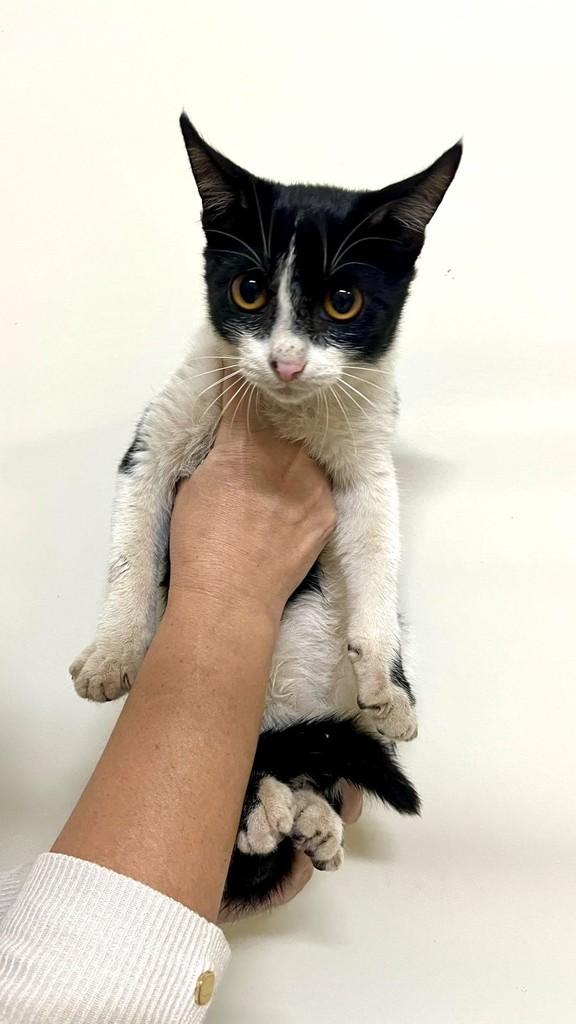 Karoline, gato para adoção em Jaguariúna - SP