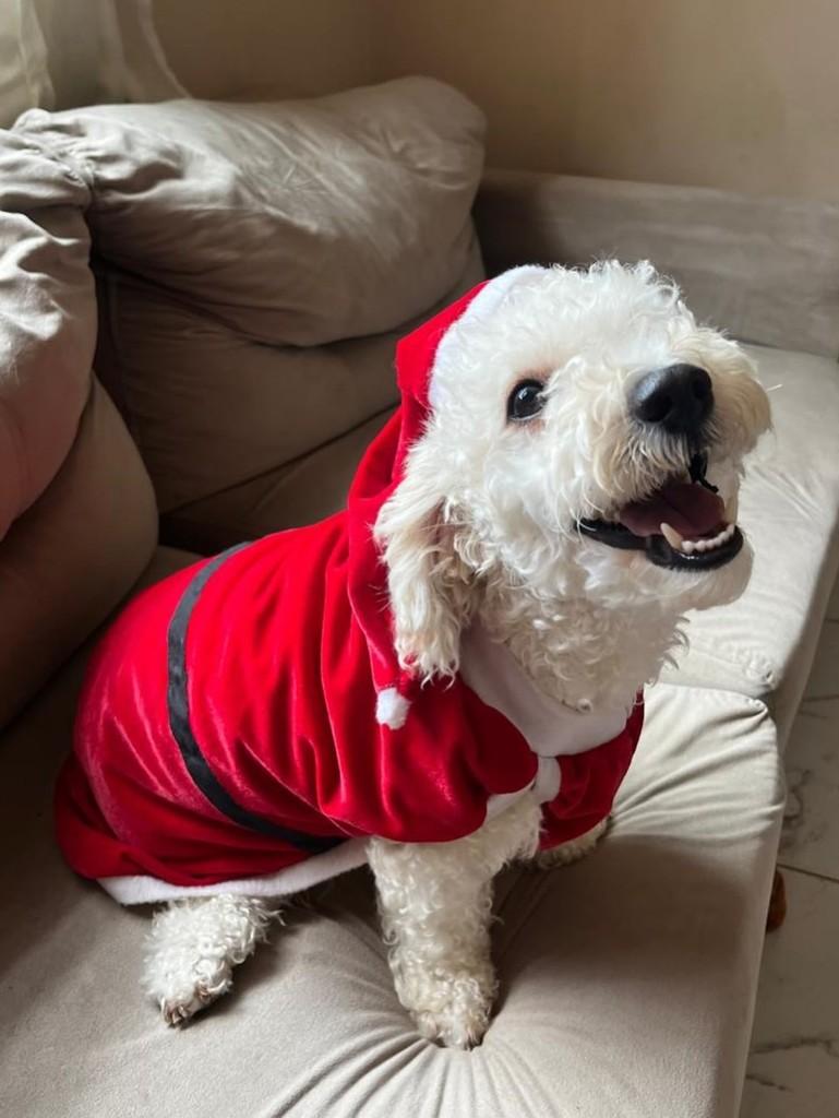 Kaue, cachorro de porte pequeno para adoção em Boa Vista - RR