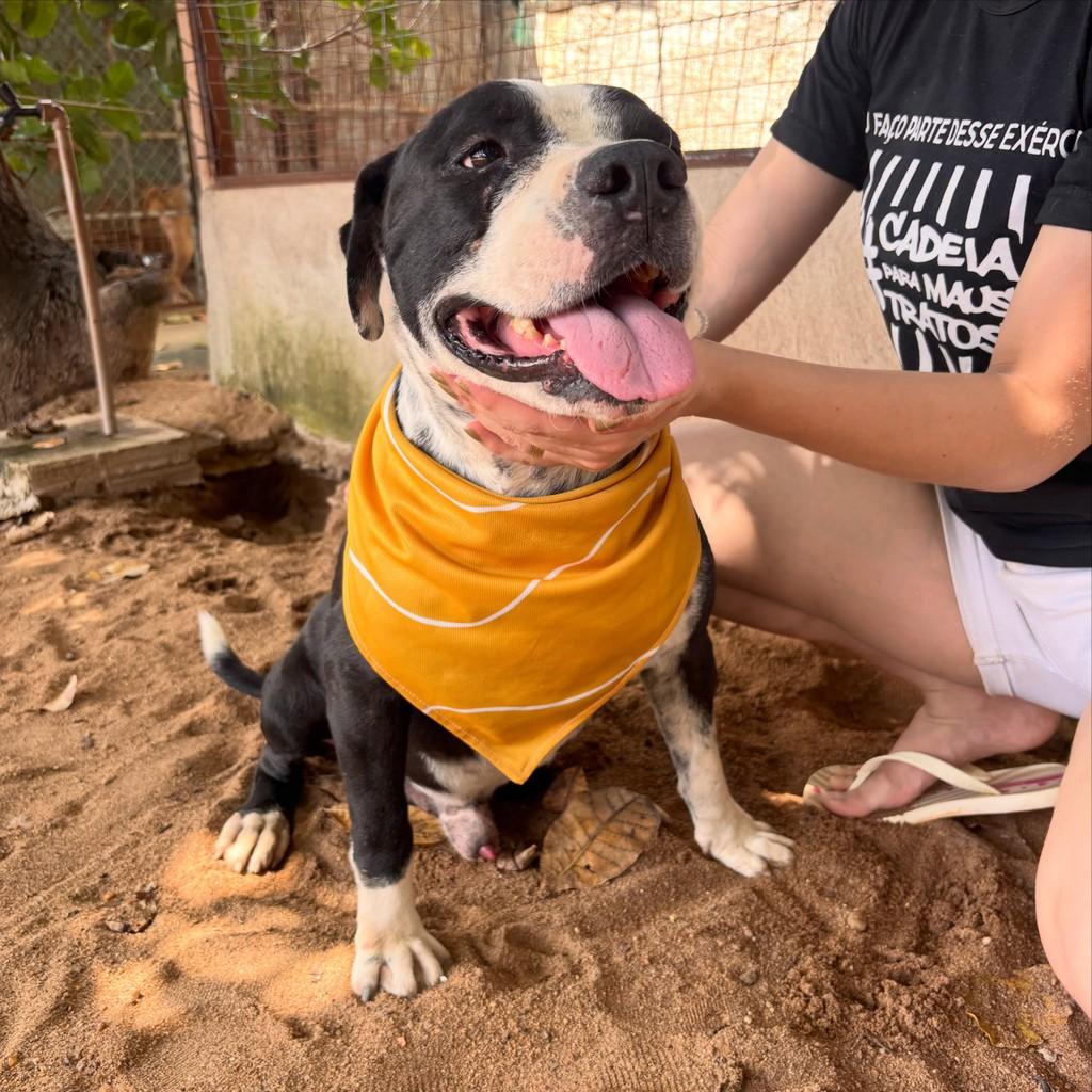 Lord, cachorro de porte grande para adoção em Boa Vista - RR