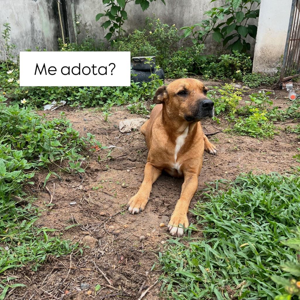 Gym, cachorro de porte pequeno para adoção em Boa Vista - RR