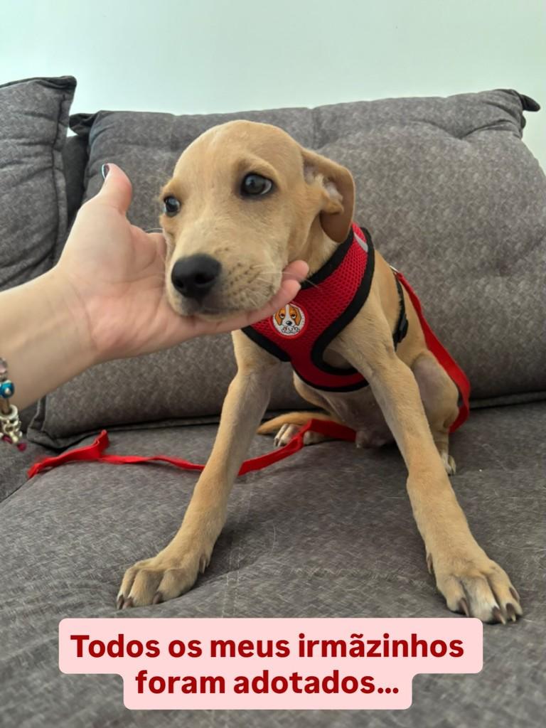 Apolo, cachorro de porte médio para adoção em Boa Vista - RR