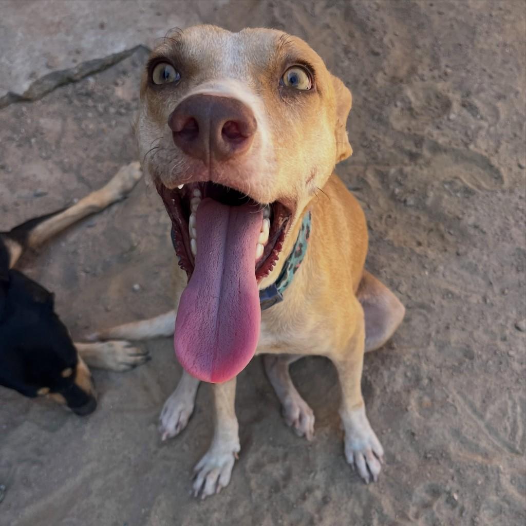 Vitória, cachorro de porte médio para adoção em Boa Vista - RR