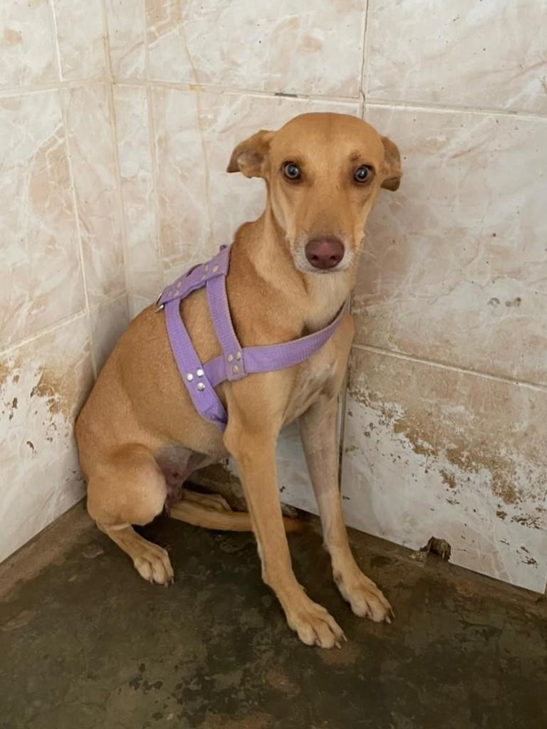 Lola, cadela de porte pequeno para adoção em Boa Vista - RR