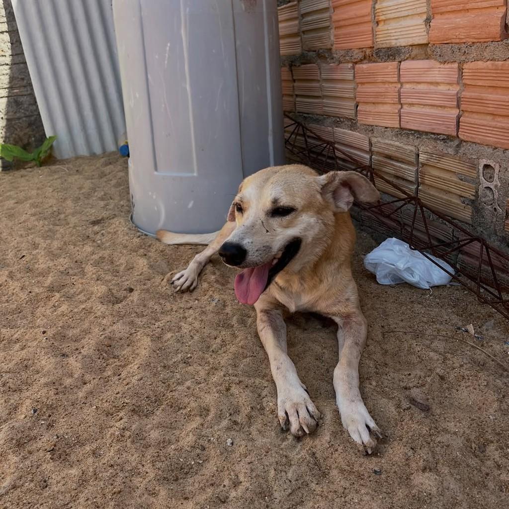 Nosso Belo, cachorro de porte pequeno para adoção em Boa Vista - RR